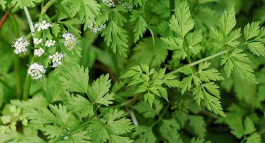 水芹菜在池塘种植技术视频_芹菜水里种植_鱼塘水芹菜种植技术