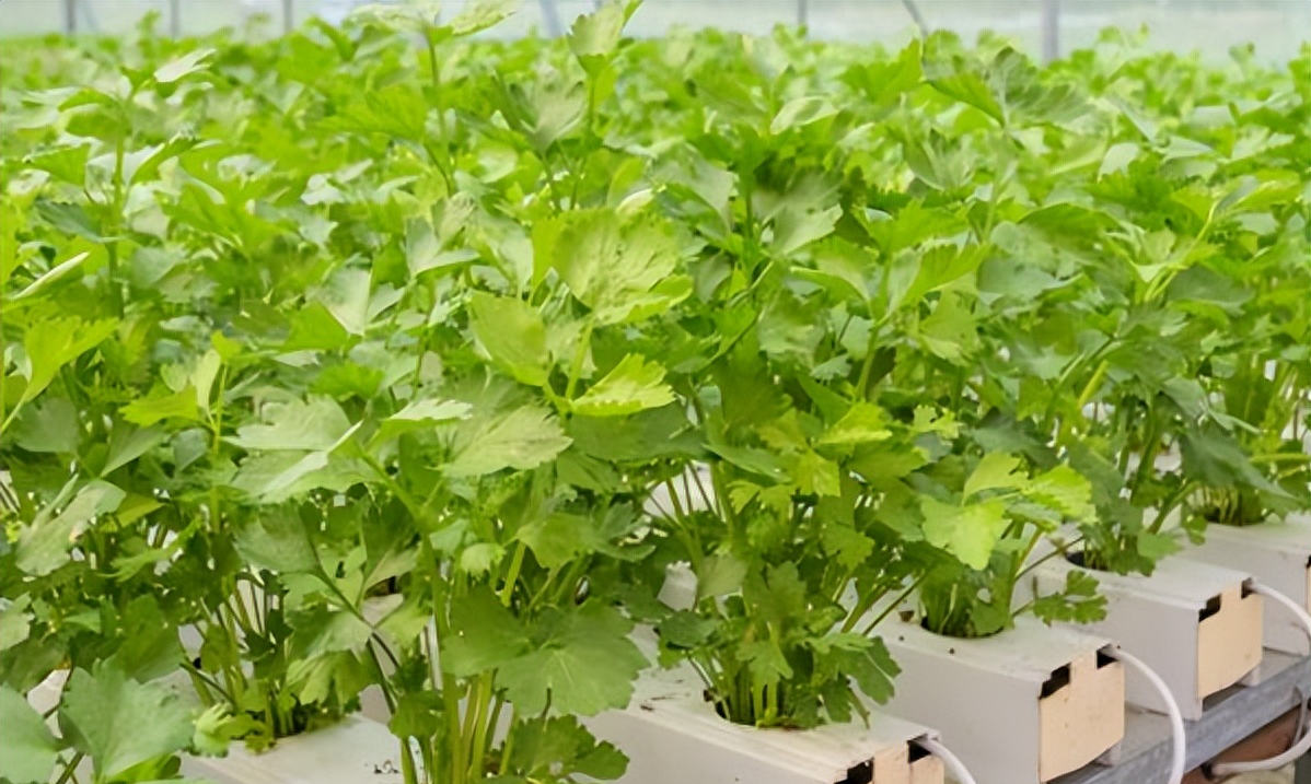 在水上种植水芹是一种环保、高效的种植方式