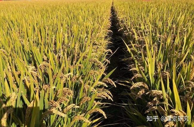 山上稻谷种植技术视频_山稻谷怎么种_山稻种植技术视频