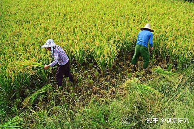 山稻谷怎么种_山稻种植技术视频_山上稻谷种植技术视频