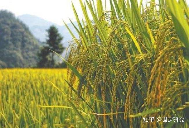 山稻种植技术视频_山上稻谷种植技术视频_山稻谷怎么种