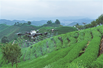 茶叶种植致富之家_茶叶致富带头人_靠茶叶致富