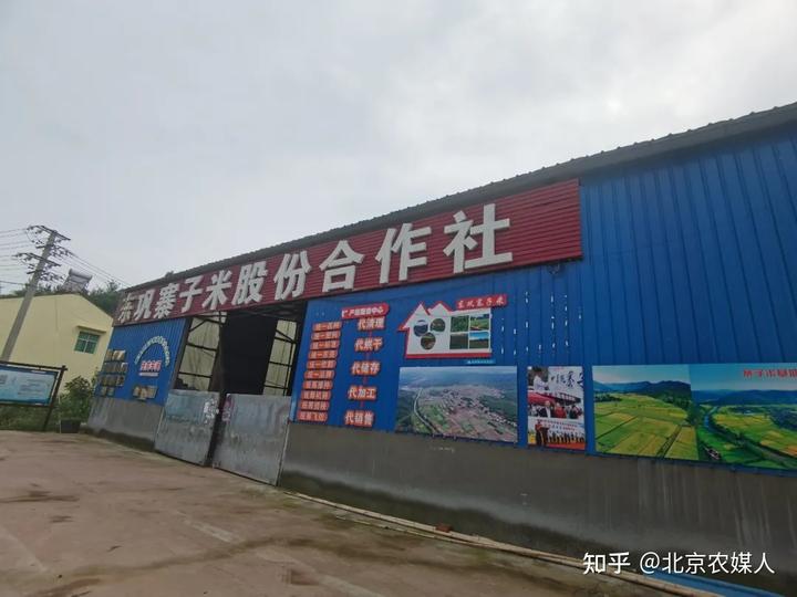 种植水稻视频_山稻种植技术视频_山稻谷怎么种