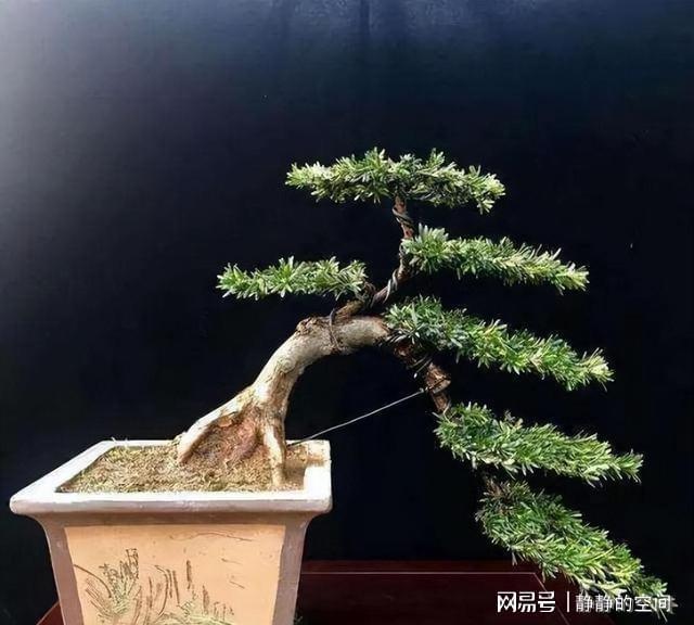 罗汉松养殖有什么要注意的_罗汉松的养殖技术_罗汉松养殖技术