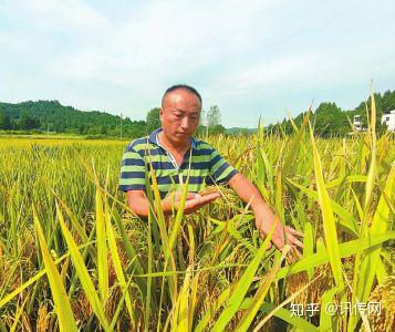 种植稻谷视频_山稻谷怎么种_山稻种植技术视频