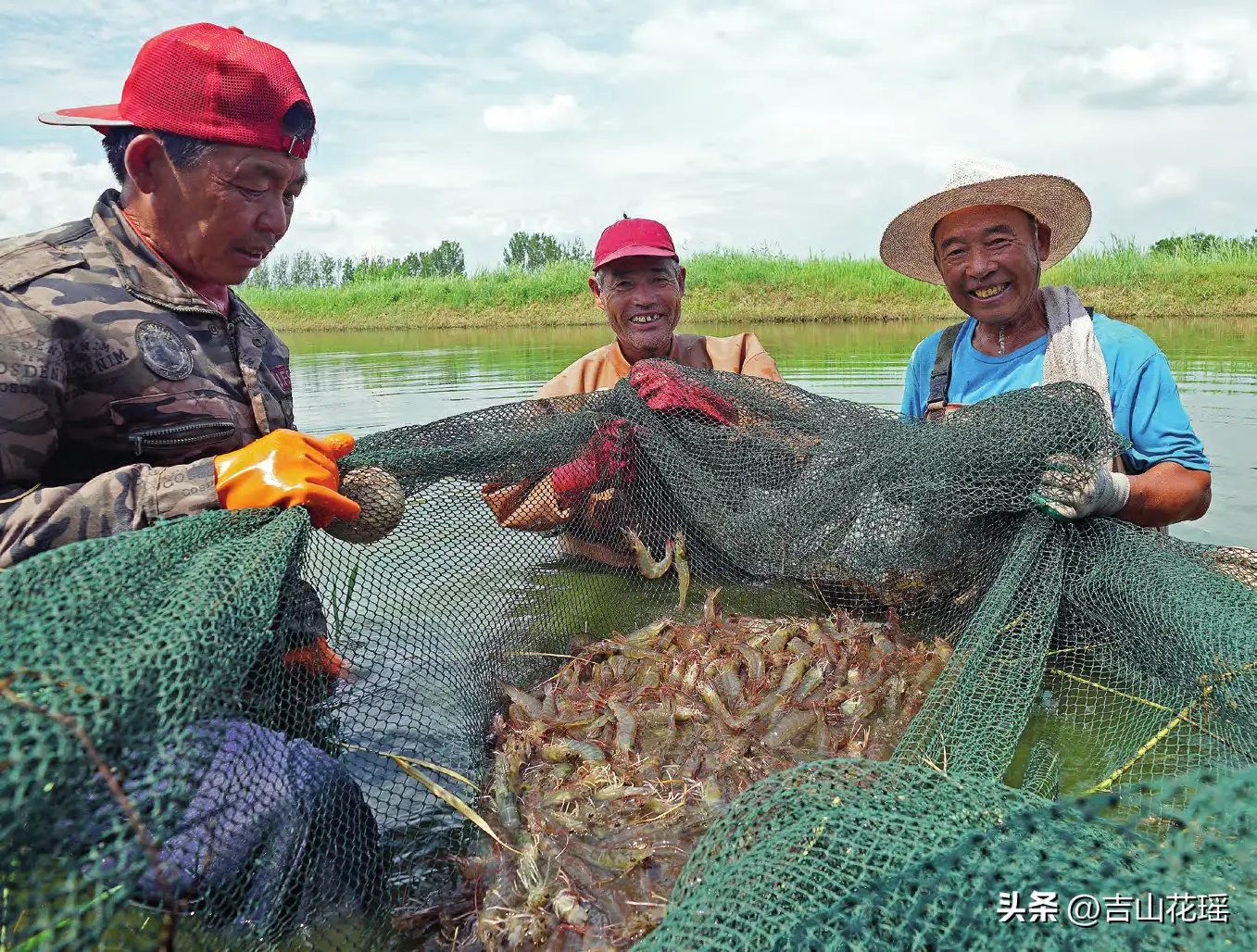 淡水养白对虾的技术怎么操作_淡水白对虾养殖技术视频_白对虾淡水养殖技术
