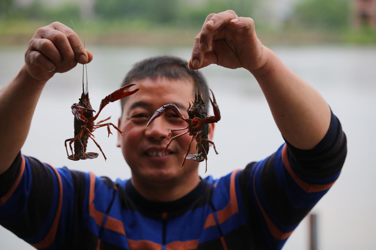 致富经小龙虾养殖_致富龙虾养殖小视频_致富经龙虾养殖技术视频