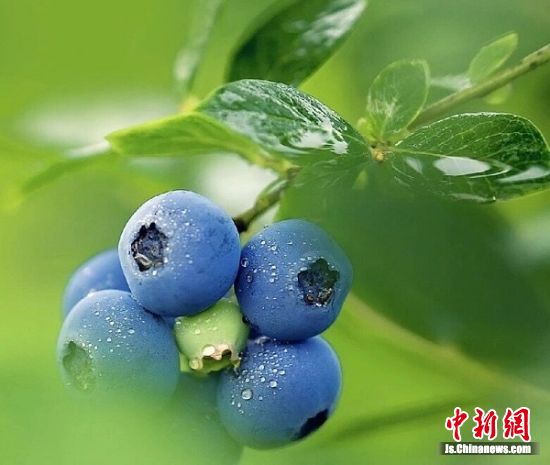致富经 蓝莓_生财有道蓝莓种植视频_致富经蓝莓种植