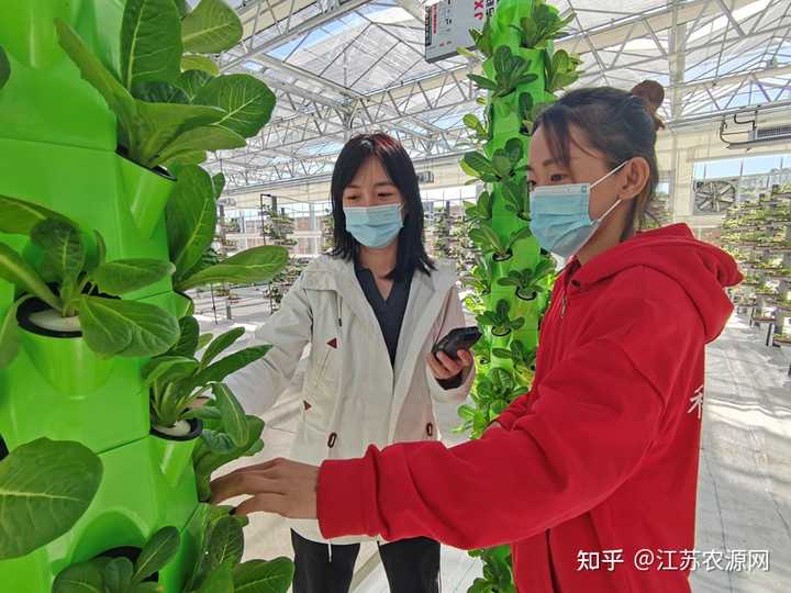 山稻种植技术视频_山稻谷怎么种_种植稻谷视频