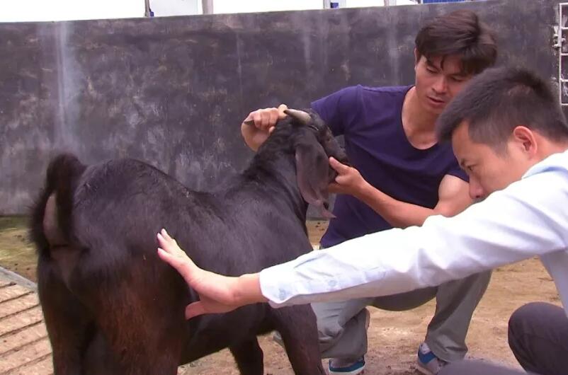 [科技苑]刘入源养出不膻的黑山羊，羊肉好吃靠基因