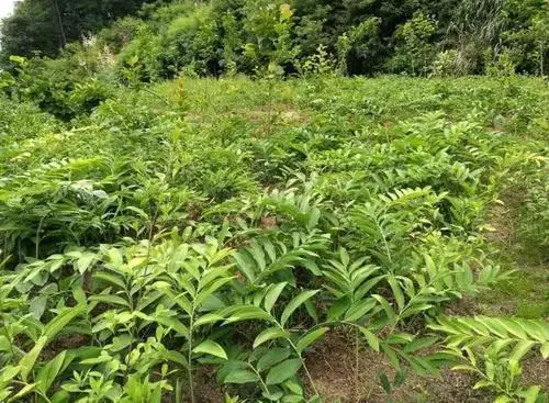 黄精高产种植技术_黄精高产种植技术_黄精高产种植技术