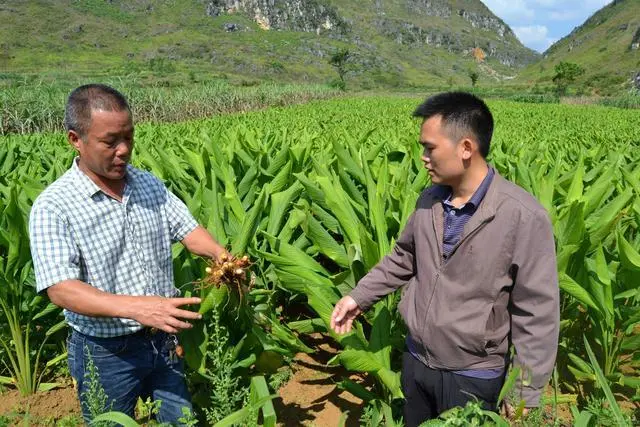 黄精高产种植技术_黄精高产种植技术_黄精高产种植技术