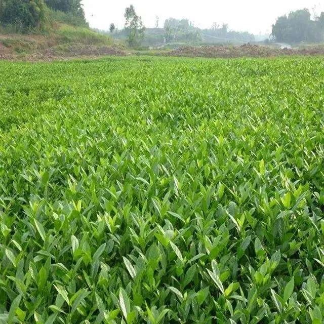黄精高产种植技术_黄精高产种植技术_黄精高产种植技术