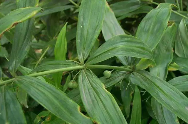 黄精高产种植技术_黄精高产种植技术_黄精高产种植技术