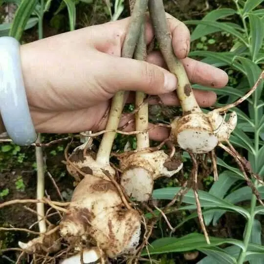 黄精高产种植技术_黄精高产种植技术_黄精高产种植技术