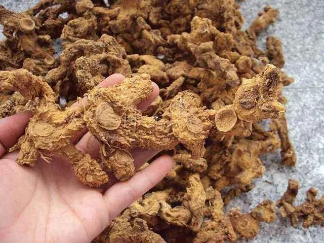 黄精高产种植技术_黄精高产种植技术_黄精高产种植技术