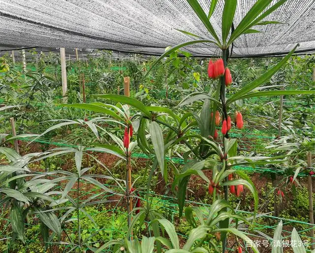 黄精东北种植技术_黄精东北种植技术_黄精东北种植技术