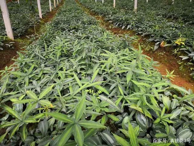 黄精东北种植技术_黄精东北种植技术_黄精东北种植技术