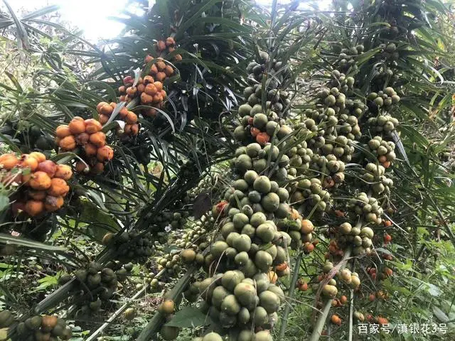 黄精东北种植技术_黄精东北种植技术_黄精东北种植技术