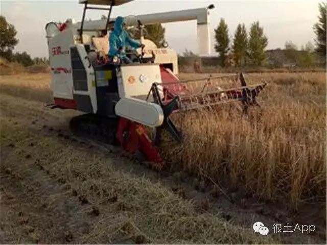 沙荆种植技术_荆树怎么栽_荆北新区pk沙北新区