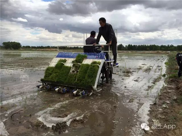 荆北新区pk沙北新区_荆树怎么栽_沙荆种植技术