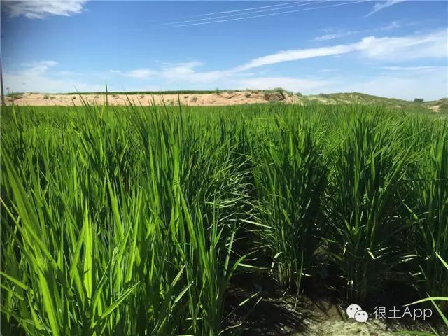 荆树怎么栽_荆北新区pk沙北新区_沙荆种植技术