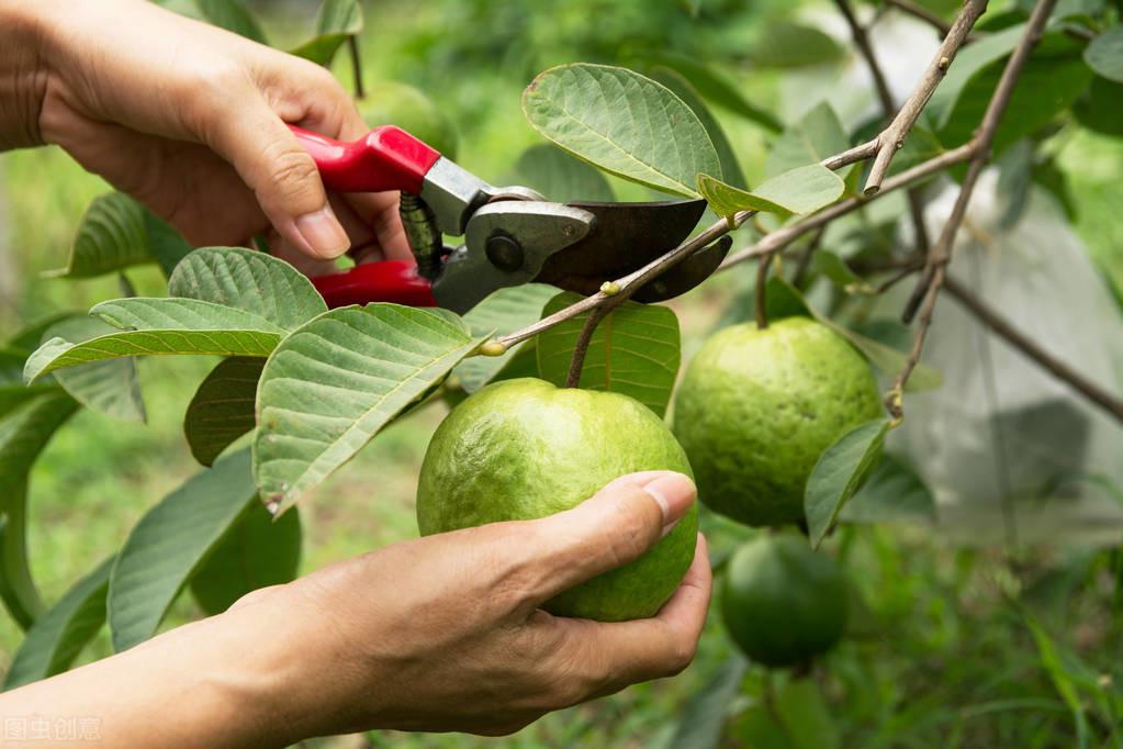 石榴栽培书籍_石榴树种植技巧_番石榴种植技术书籍