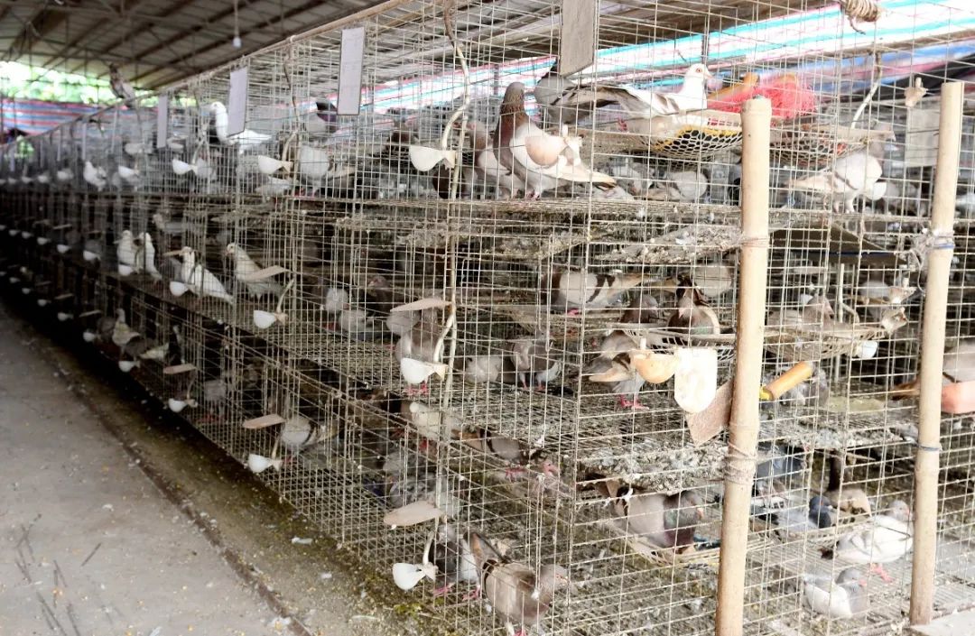 母牛养殖致富_养殖繁育母牛致富案例_致富养殖母牛怎么样