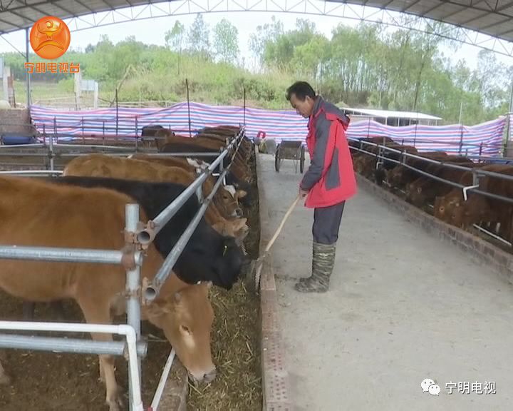 母牛养殖致富_养殖繁育母牛致富案例_致富养殖母牛赚钱吗