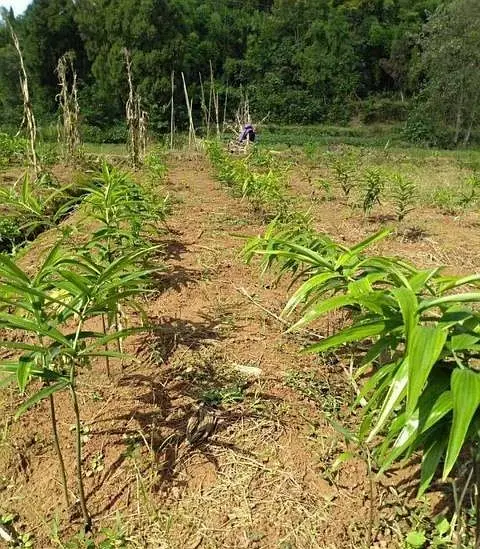云南耘禾农业黄精种植让荒山变成绿色宝库