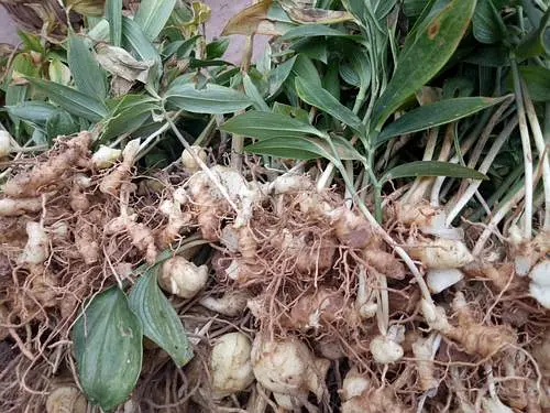 黄精高产种植技术_黄精高产种植技术_黄精高产种植技术
