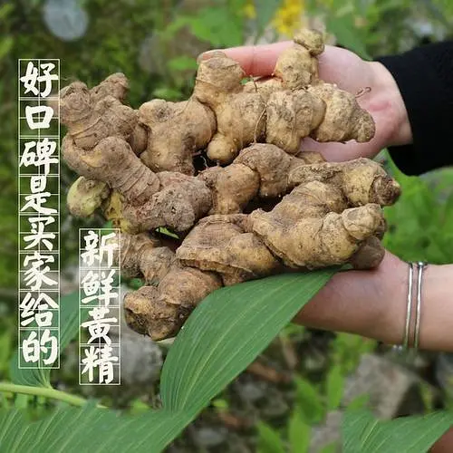 黄精高产种植技术_黄精高产种植技术_黄精高产种植技术