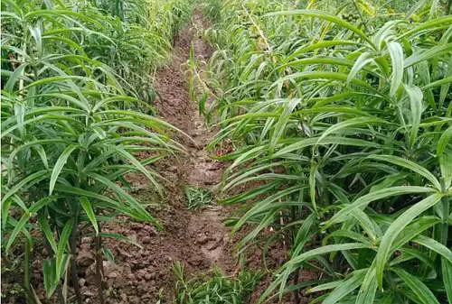 黄精高产种植技术_黄精高产种植技术_黄精高产种植技术