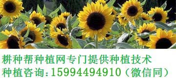 糯玉米的高产栽培技术