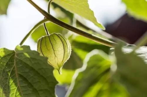 红菇种植技术联系方式_红菇种植技术_红菇种植技术视频