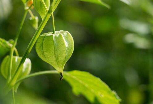 红菇种植技术联系方式_红菇种植技术_红菇种植技术视频