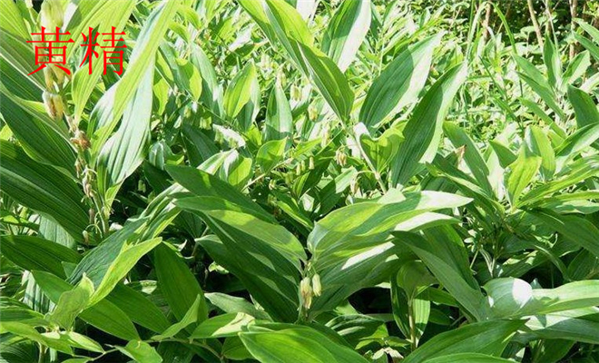 黄精高产种植技术_黄精高产种植技术_黄精高产种植技术