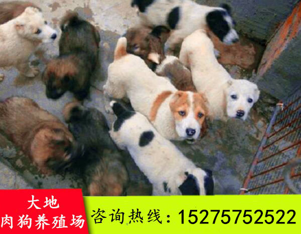辽宁葫芦岛致富经cctv7肉狗养殖技术