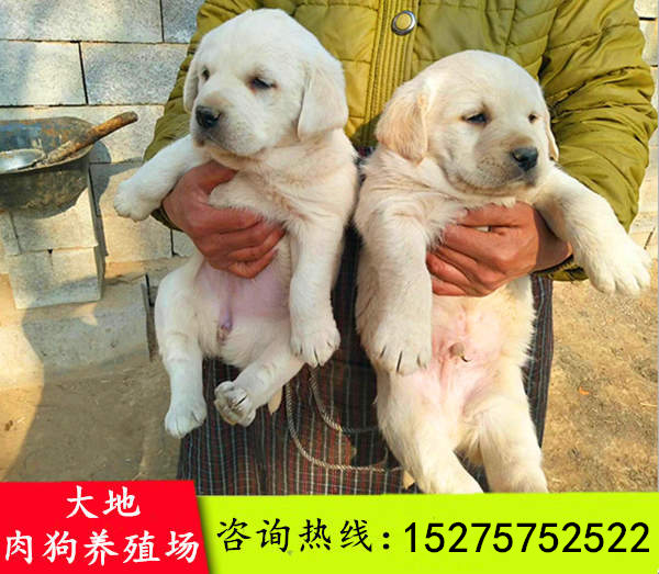 辽宁葫芦岛致富经cctv7肉狗养殖技术