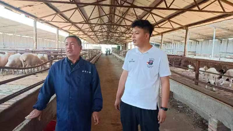 养湖羊圆了老王致富梦