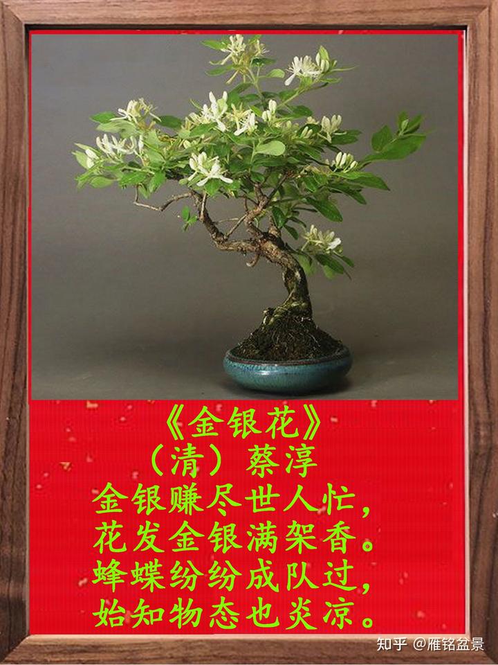 金银花盆栽种植技术_盆栽金银花种植技术与管理_盆栽金银花的种植方法