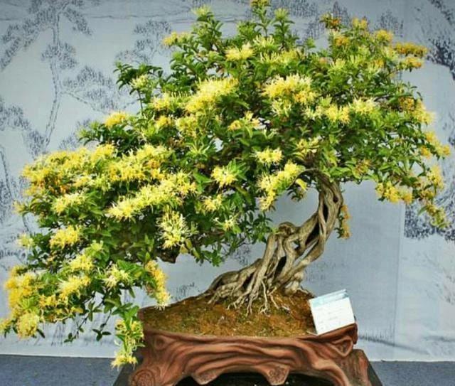 金银花盆景种植技术_金银花盆栽种植技术_盆栽金银花的种植方法