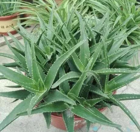 盆栽金银花的种植方法_金银花盆景种植技术_金银花盆栽种植技术