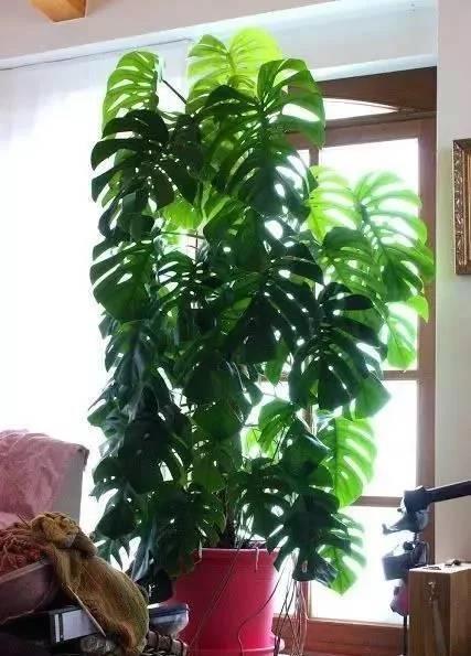 金银花盆栽种植技术_盆栽金银花的种植方法_金银花盆景种植技术