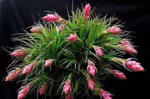 金银花盆景种植技术_盆栽金银花的种植方法_金银花盆栽种植技术