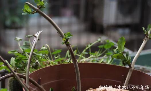 金银花盆栽种植技术_盆栽金银花的种植方法_金银花盆景种植技术