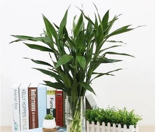 盆栽金银花的种植方法_金银花盆栽种植技术_金银花盆景种植技术