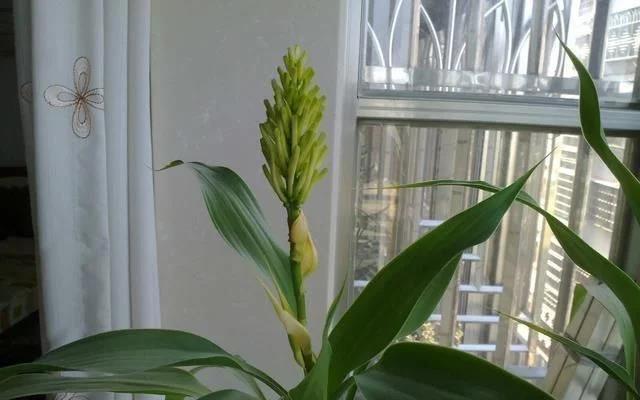 盆栽金银花的种植方法_金银花盆栽种植技术_金银花盆景种植技术