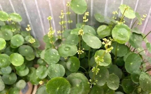 盆栽金银花的种植方法_金银花盆栽种植技术_金银花盆景种植技术