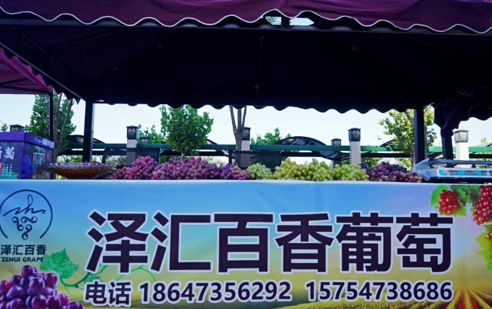 红提葡萄种植技术视频_红提怎样种植_大红提葡萄苗